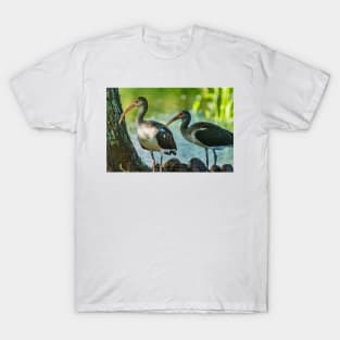 American white ibis 2 T-Shirt